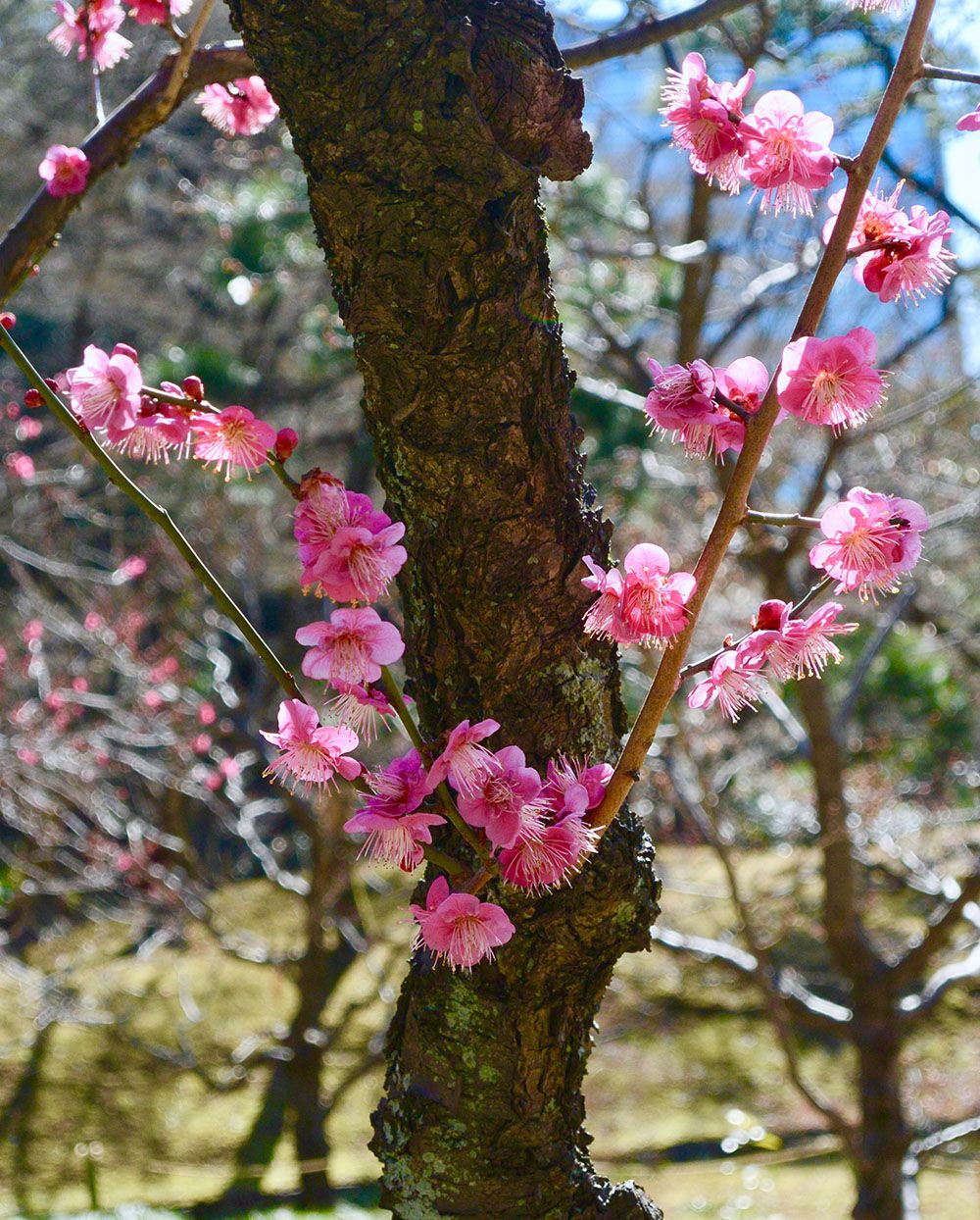 Plum Blossoms In Japan 5 Best Spots