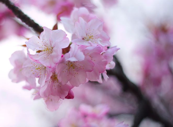 A Season of White and Pink: The Beauty and Transience of the Cherry Blossoms